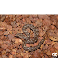 گونه مار جعفری Saw- scaled Viper